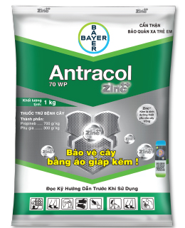 antracol