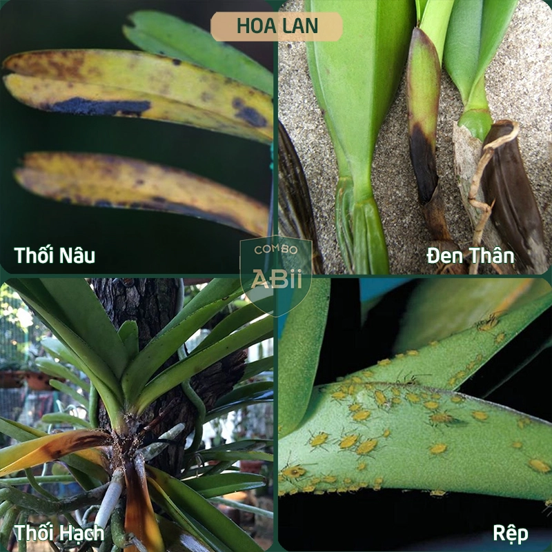 Combo chế phẩm sinh học phòng, trị nấm đốm đen, vàng lá, thối nhũn, thán thư, sâu xanh, rệp mềm… - Ảnh 8