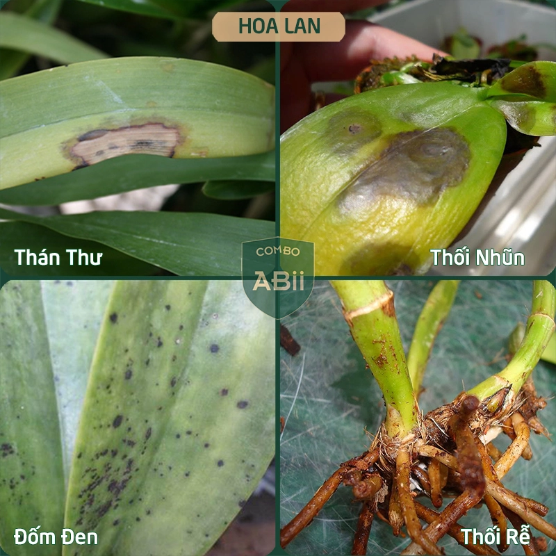 Combo chế phẩm sinh học phòng, trị nấm đốm đen, vàng lá, thối nhũn, thán thư, sâu xanh, rệp mềm… - Ảnh 7