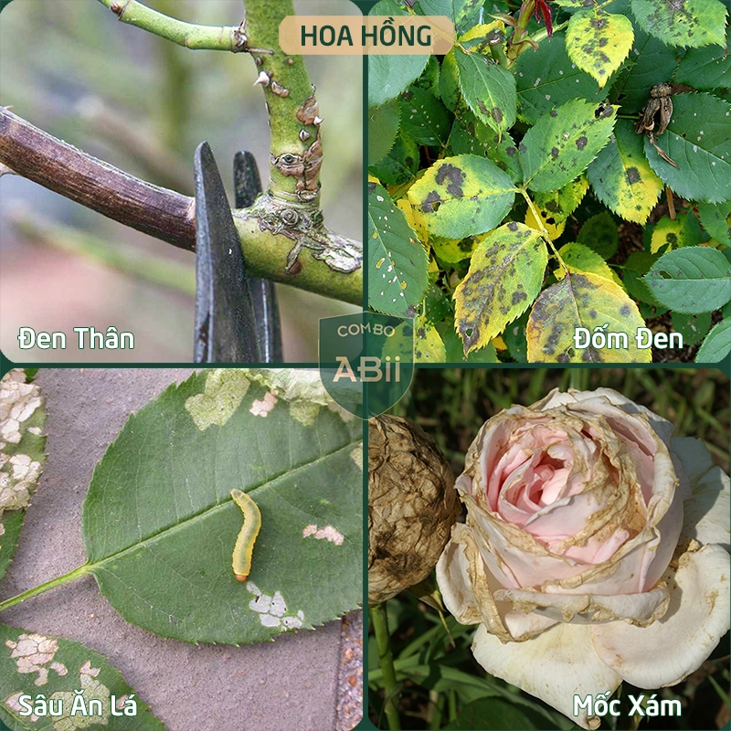 Combo chế phẩm sinh học phòng, trị nấm đốm đen, vàng lá, thối nhũn, thán thư, sâu xanh, rệp mềm… - Ảnh 6