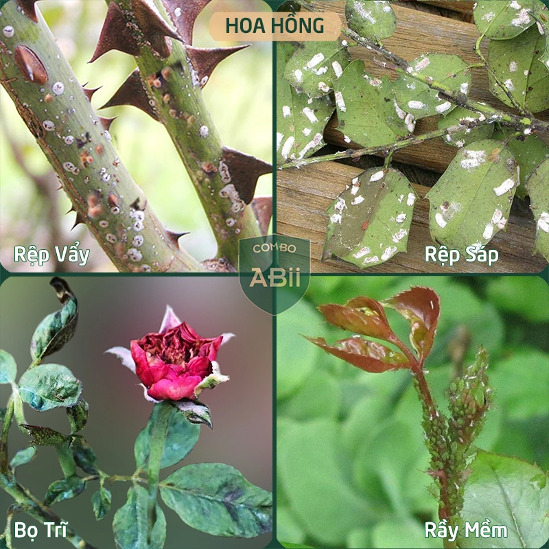 Combo chế phẩm sinh học phòng, trị nấm đốm đen, vàng lá, thối nhũn, thán thư, sâu xanh, rệp mềm… - Ảnh 5