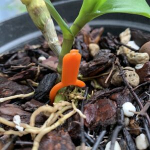 Ghim càng cua cố định kieki lan – Túi 30 cái